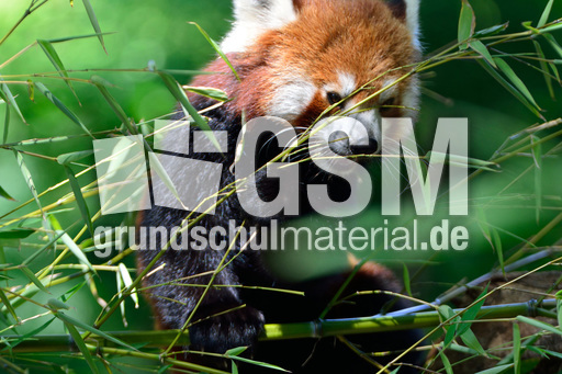 Kleiner_Panda (7).jpg